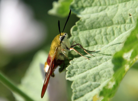 Insektenpflanzen in unserem Garten