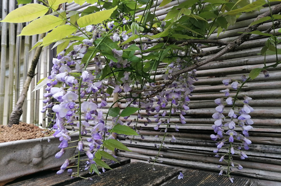 garten_walheim_leuze5