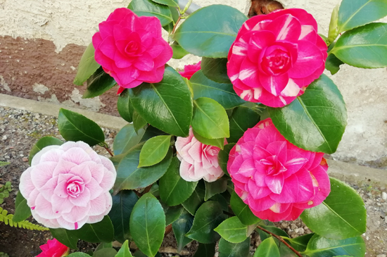 garten_walheim_leuze7