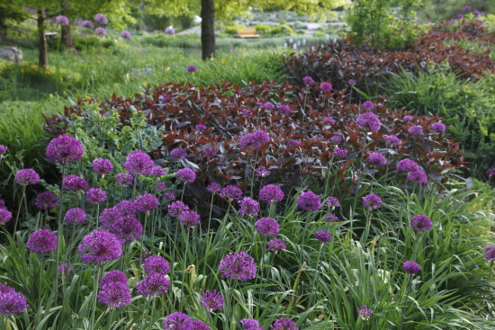 garten_nuertingen_braike7_Iran-Lauch mit Bronze-Felberich