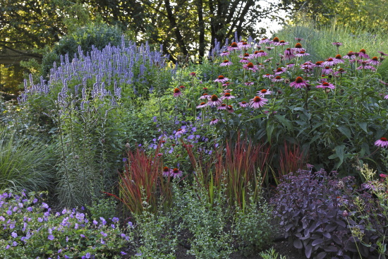garten_nuertingen_braike4_Staudenbeet mit Purpursonnenhut