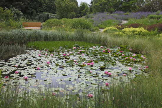 garten_nuertingen_braike3_Seerosen im Teich
