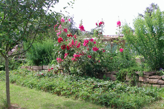Maier_5_550x365