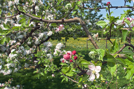 obst- und gartenbauverein_rskn_esslingen