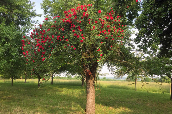 garten_wendlingen_jurisch21