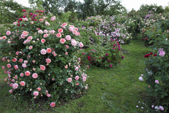 garten_wendlingen_jurisch5