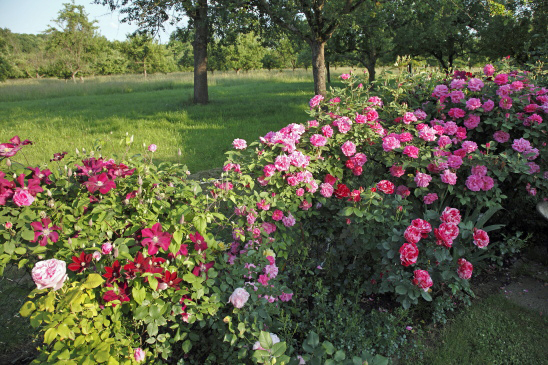garten_wendlingen_jurisch2