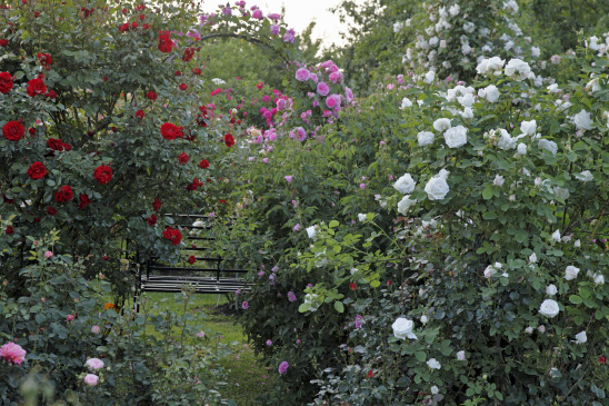 garten_wendlingen_jurisch9